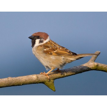 Sparrow Animal Costume For...